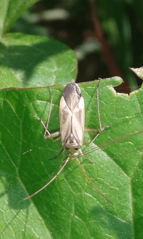 Adelphocoris lineolatus (Miridae)?  S